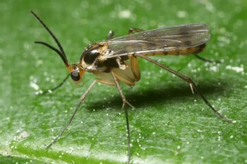 What Causes Fungus Gnats to Multiply in California Apartments