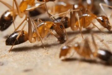 What Causes Ghost Ants to Show Up in Florida Kitchens