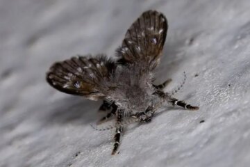 What Causes Tiny Flies to Hover Near Sinks in North Carolina