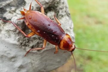 What Cockroaches Eat When California Turns Cold