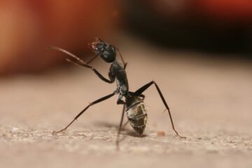 What Do Ants Eat in Texas Homes and Yards?