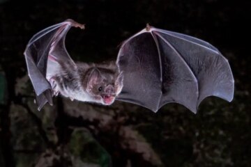 What Do Bats Eat in Tennessee Nights All Year Long?