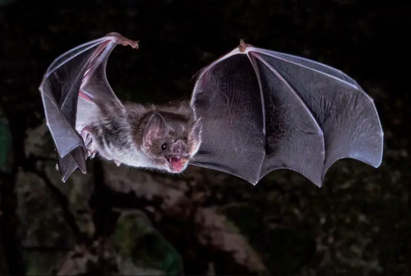 What Do Bats Eat in Tennessee