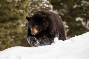 What Black Bears Are Eating to Survive Winter in Montana