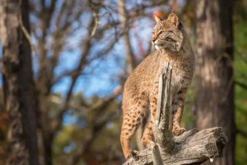 What Bobcats Hunt to Survive Winter in Utah