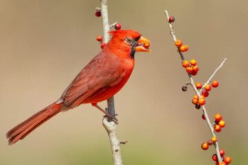 What Do Cardinals Eat in Ohio When Snow Covers Everything?