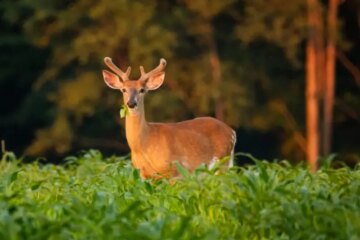 What Do Deer Eat in Indiana During Harsh Winters?