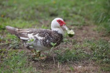 What Do Ducks Eat in Florida Wetlands Throughout the Year?