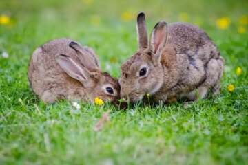 What Do Rabbits Eat in Nebraska Fields and Suburbs?