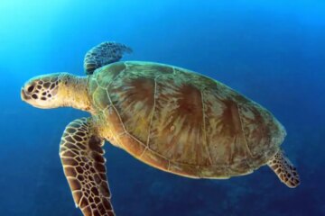 What Do Sea Turtles Eat in Winter in Florida Waters