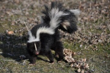 What Do Skunks Eat in Oklahoma Through the Seasons?