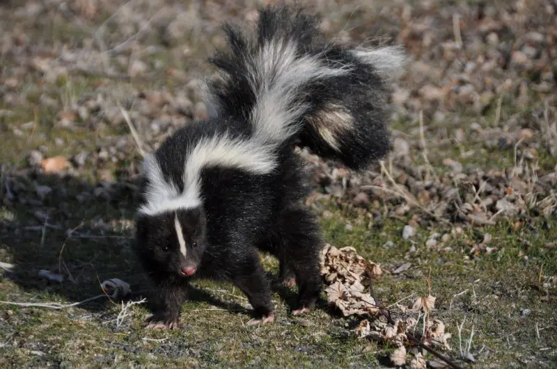 What Do Skunks Eat in Oklahoma