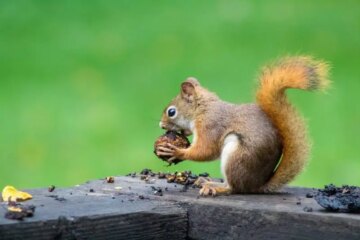 What Do Squirrels Eat in Michigan Backyards in Winter?