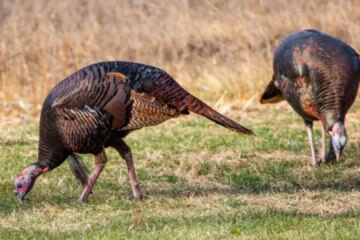 What Do Turkeys Eat in Pennsylvania Forests Year-Round?