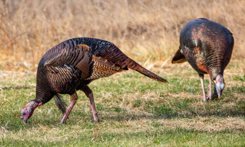 What Do Turkeys Eat in Pennsylvania