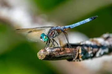 What Dragonflies Depend On in Winter Across South Carolina