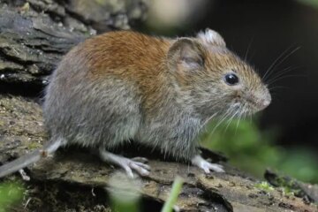What Draws Field Mice Into Texas Garages Without Being Seen