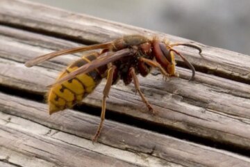 What Draws Giant Wasps to North Carolina Homes Without Nests