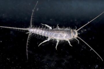 What Draws Silverfish Into Pennsylvania Homes After Dark