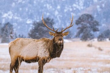 What Elk Are Eating to Survive Winter Nights in Wyoming