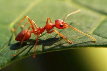 What Explains the Extreme Pain From Certain Ant Stings in Kentucky