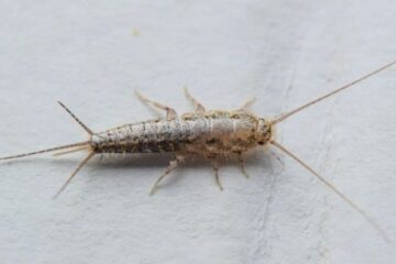 What Florida Families Don’t Know About Silverfish in Storage Areas