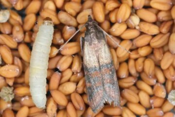 What Illinois Homeowners Miss About Pantry Moths in Kitchen Cabinets