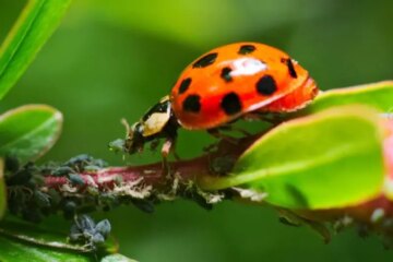 What Do Ladybugs Eat in Iowa and Why Gardeners Love Them?