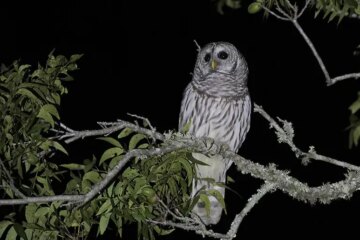 What Makes Barred Owls Sound Unsettling at Night in Texas