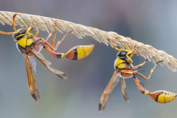 What Makes Hornet Stings More Intense Than Typical Wasps in Ohio