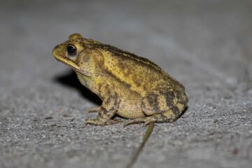 What Makes Large Toads Gather Near Texas Homes After Dark