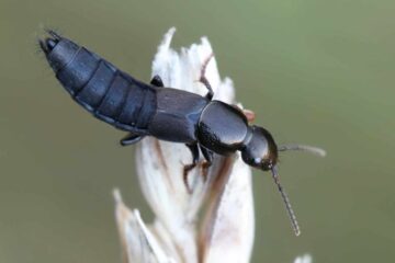 What Makes Rove Beetles Dangerous in Georgia Homes