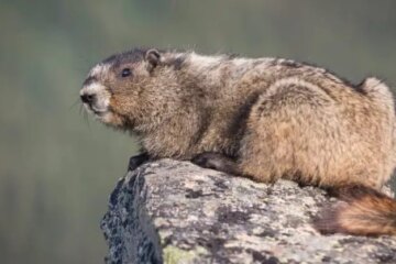 What Marmots Survive On During Winter in California