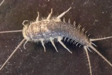 What Michigan Homeowners Don’t Realize About Silverfish in Closets