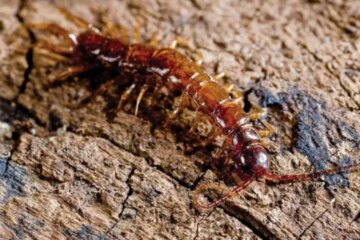 What Missouri Families Don’t Realize About Centipedes Indoors