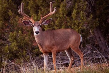 What Mule Deer Eat During Harsh Cold in Arizona Highlands