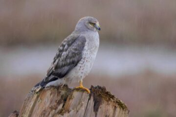 What Northern Harriers Are Eating Across Idaho Winter