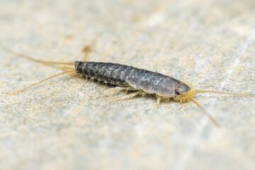What Ohio Homeowners Don’t Realize About Silverfish Near Closets