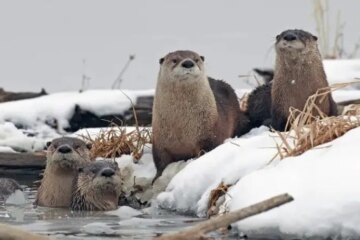 What Otters Eat in Washington During Winter