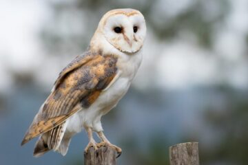 What Owls Eat to Survive Freezing Nights in Connecticut