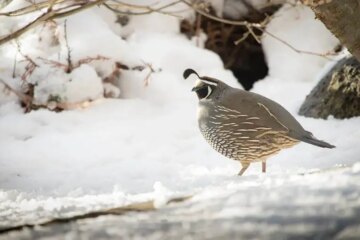 What Quails Feed On During Harsh Winter in Kentucky