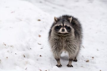 What Raccoons Are Eating Right Now in New Jersey Winter