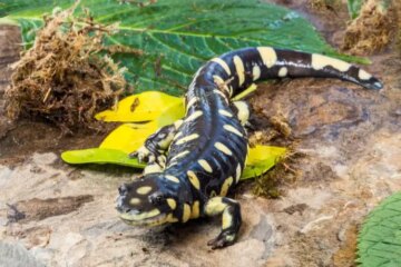 What Salamanders Eat in California Winter
