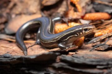 What Small Lizards Eat in Tennessee’s Cooler Months