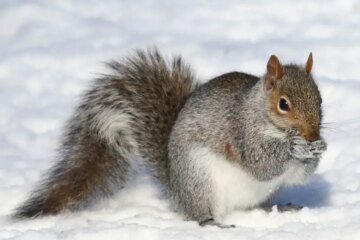 What Squirrels Eat to Make It Through Vermont’s Deep Cold