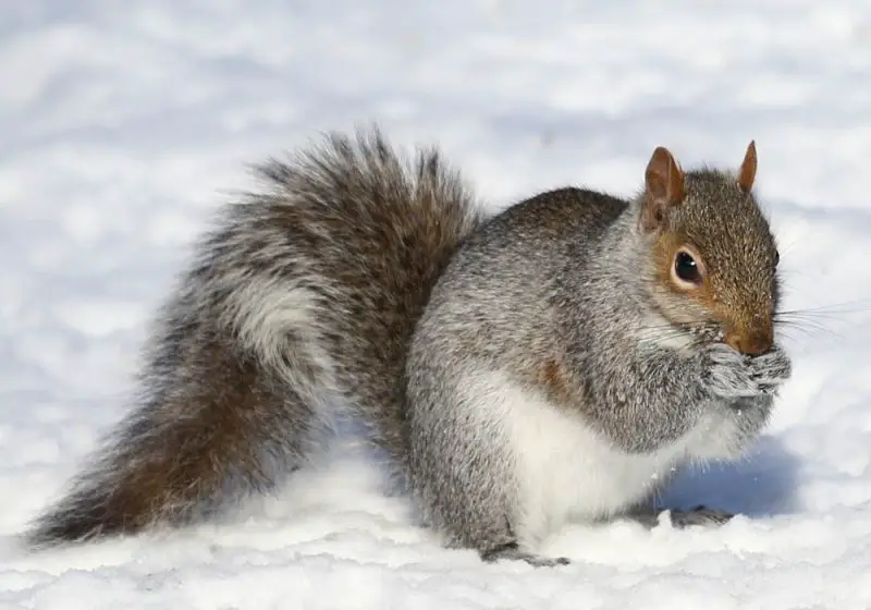What Squirrels Eat in Vermont Winter