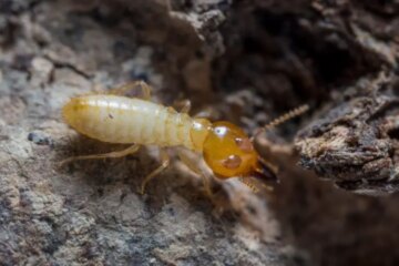 What Termites Feed On During Winter in New Mexico