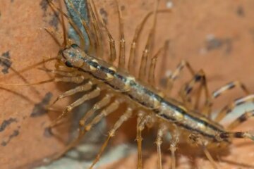What Texas Residents Don’t Know About House Centipedes Indoors