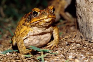 What Toads Eat to Stay Alive in Indiana’s Winter Season
