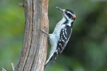 What Woodpeckers Survive On in Montana Winter Cold